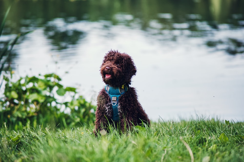 a brown dog sitting on top of a lush green field