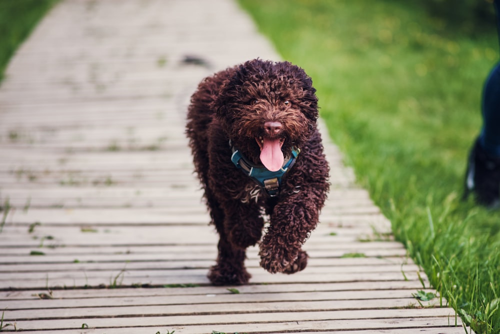 a brown dog walking down a wooden walkway