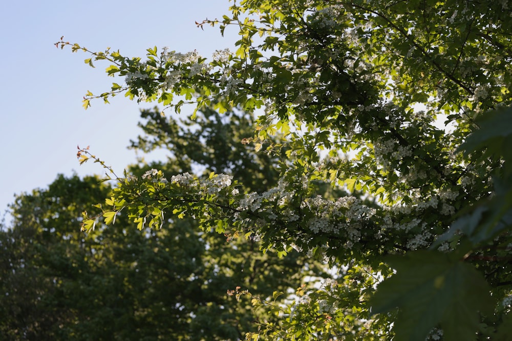 un arbre aux fleurs blanches et aux feuilles vertes