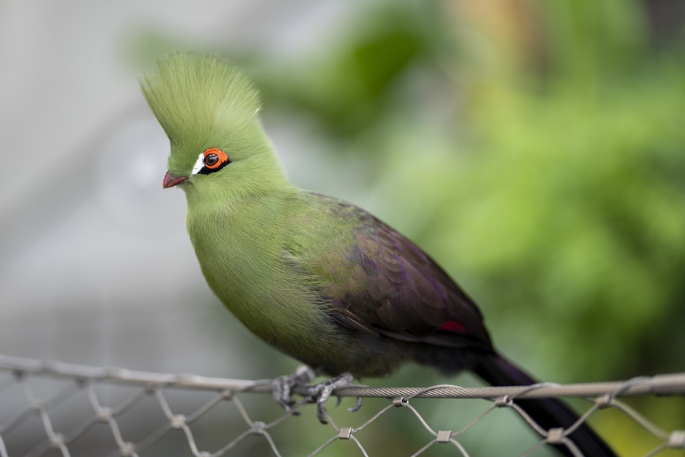 a green and black bird sitting on top of a fence