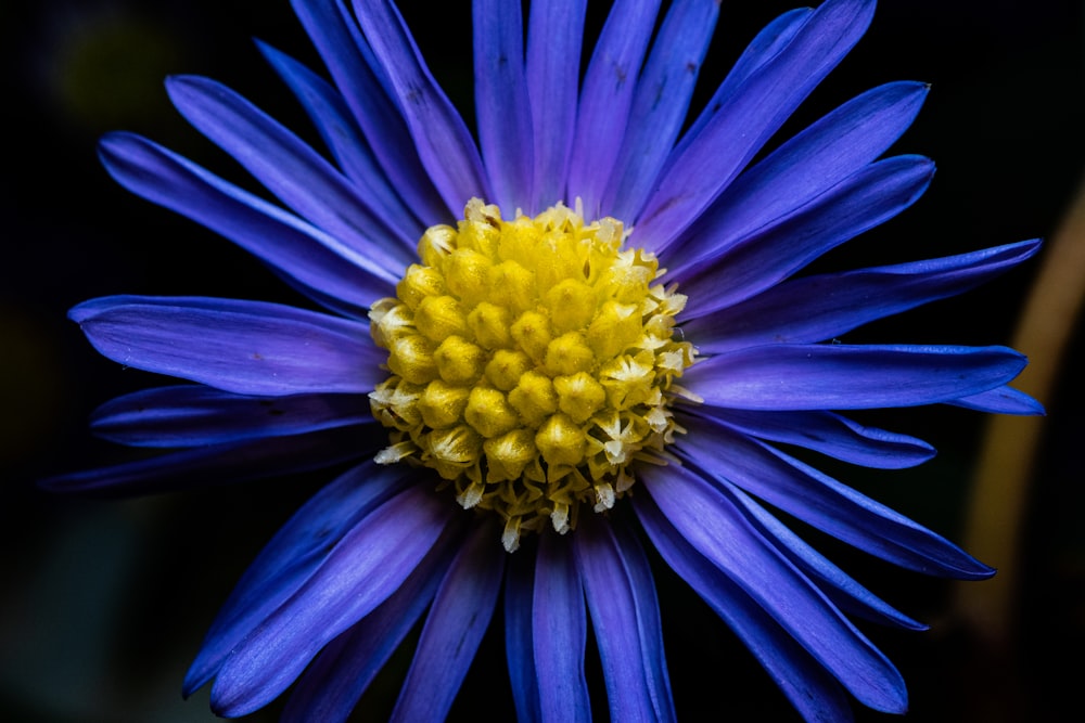 a close up of a blue flower with a yellow center