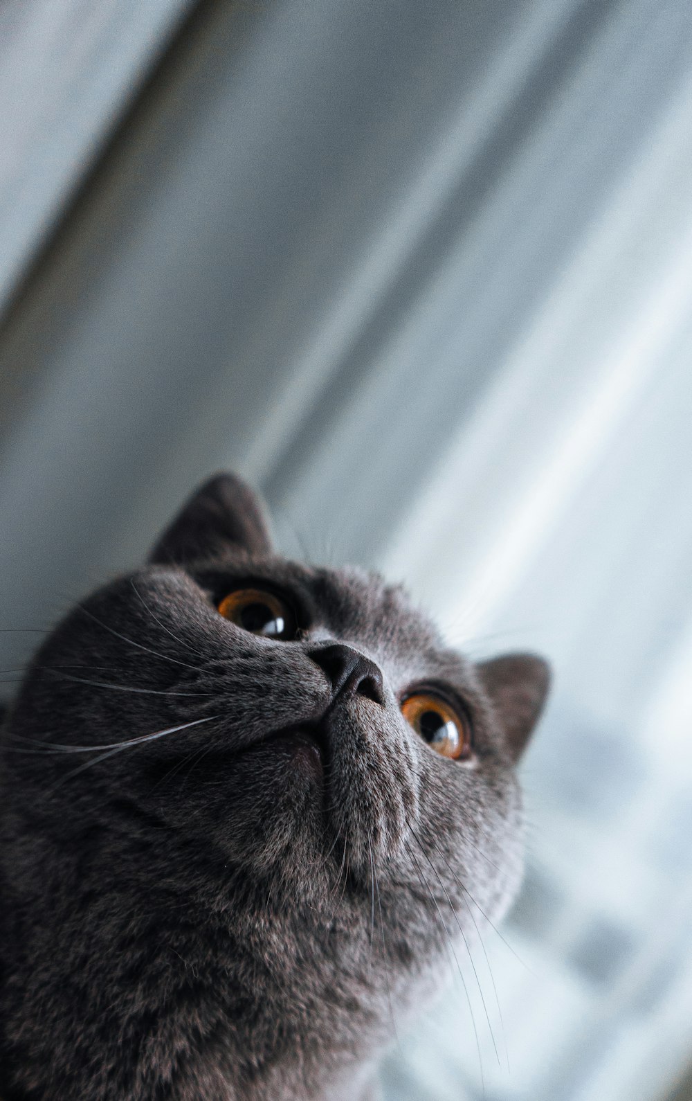 a gray cat looking up at the sky