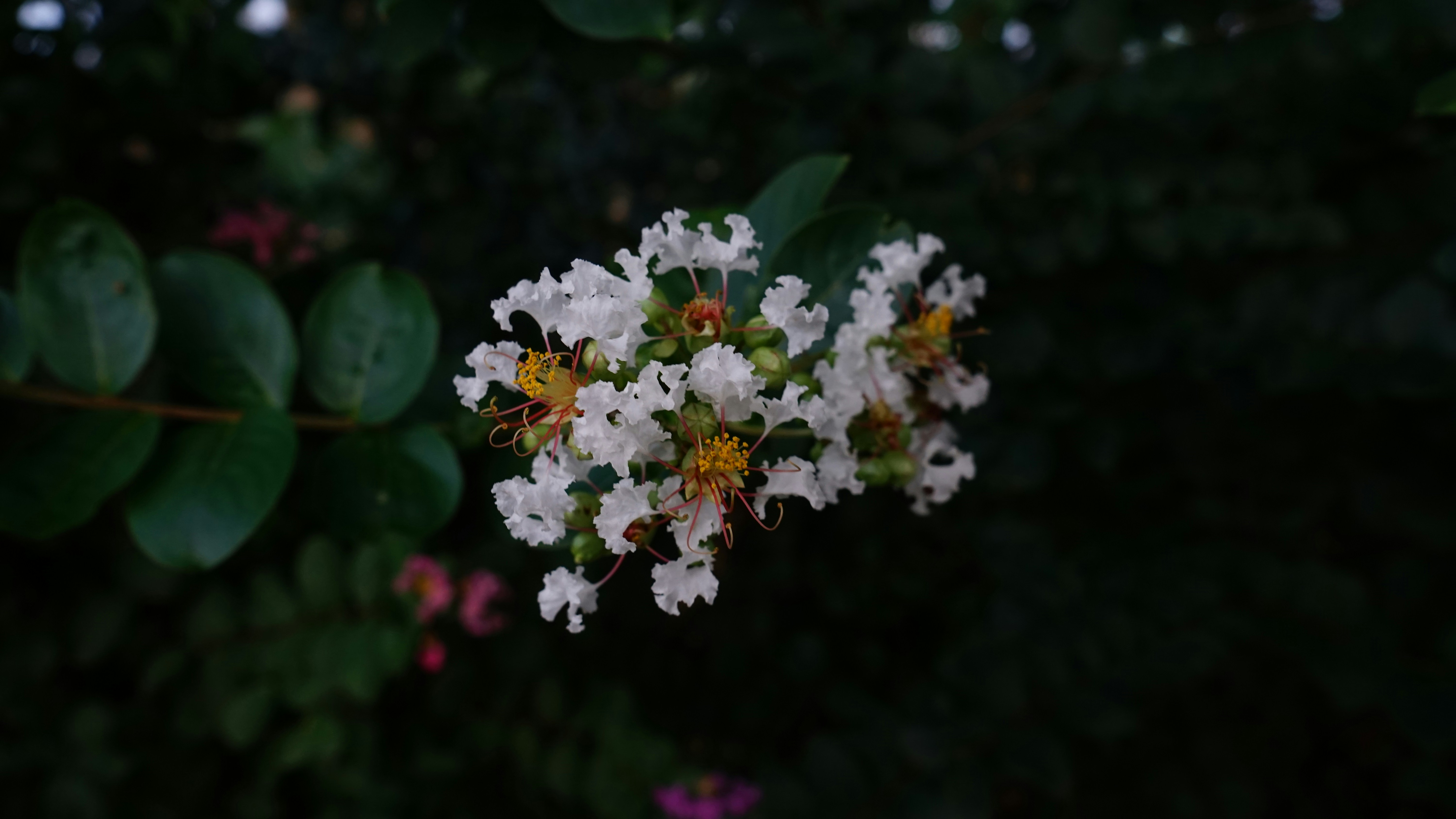 호야 카르노사 바리에가타 - a bunch of white flowers with green leaves