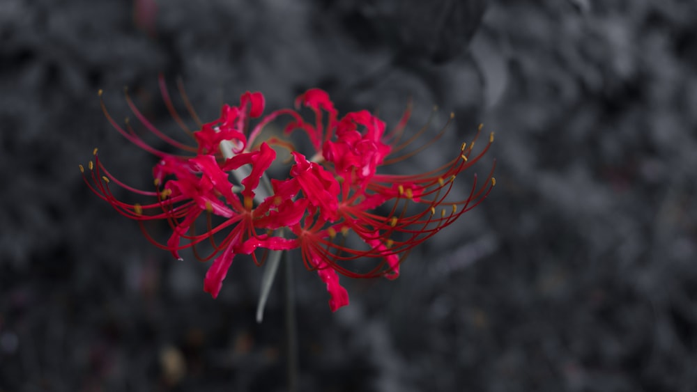 a close up of a red flower on a black background