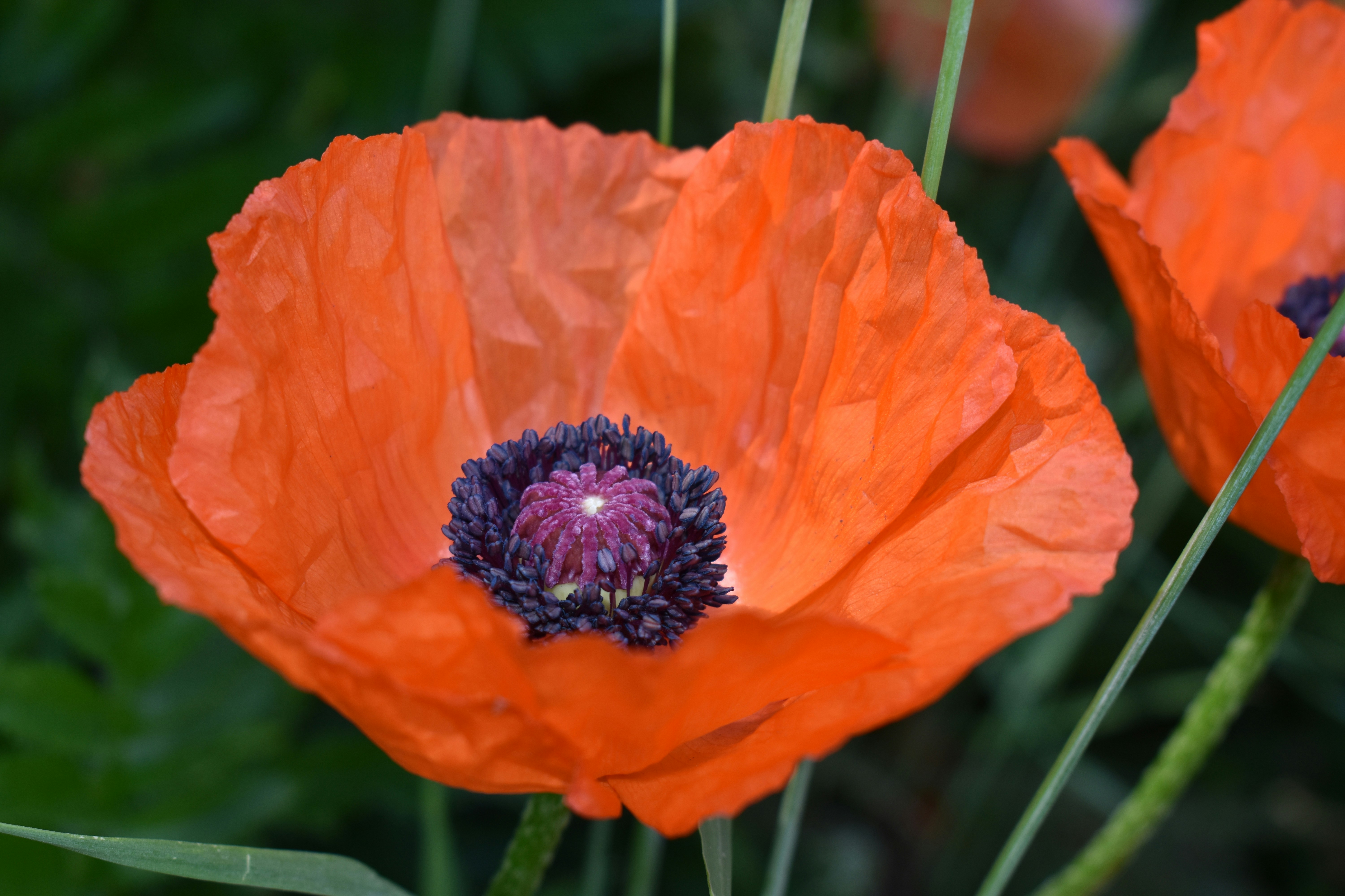 a close up of two orange flowers in a field
