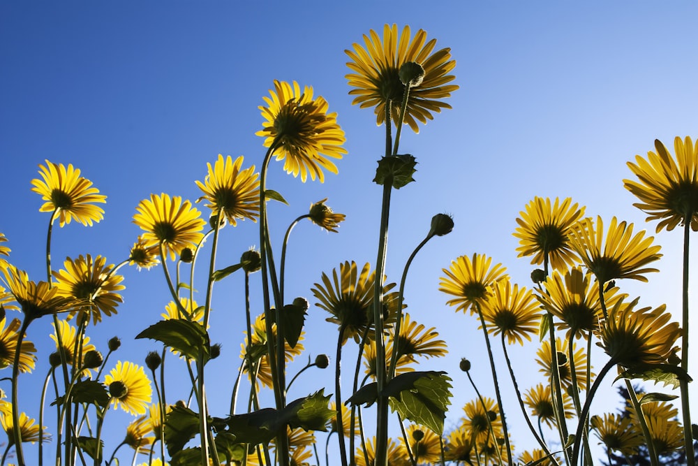 a field of yellow flowers with a blue sky in the background