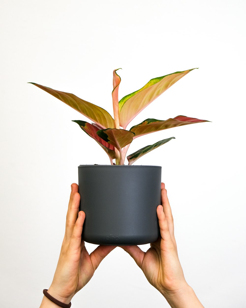 a person holding a potted plant in their hands