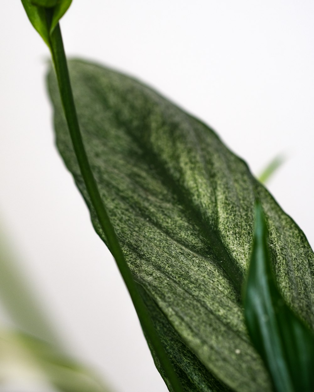 Gros plan d’une plante verte avec un fond blanc