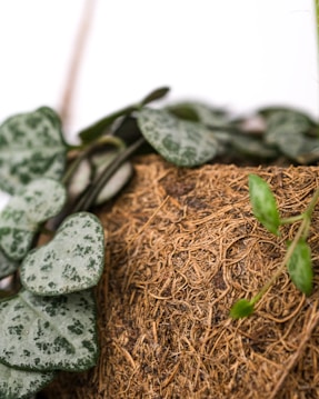 A close-up view of a plant with heart-shaped, green leaves featuring a speckled pattern. The leaves are resting on a porous, fibrous material that resembles coconut coir or a natural fiber pot.