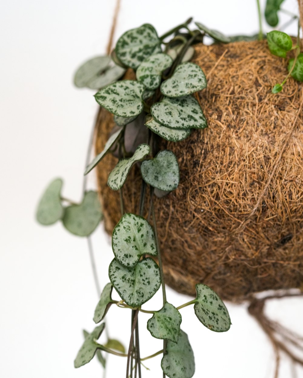 a close up of a plant on a white background