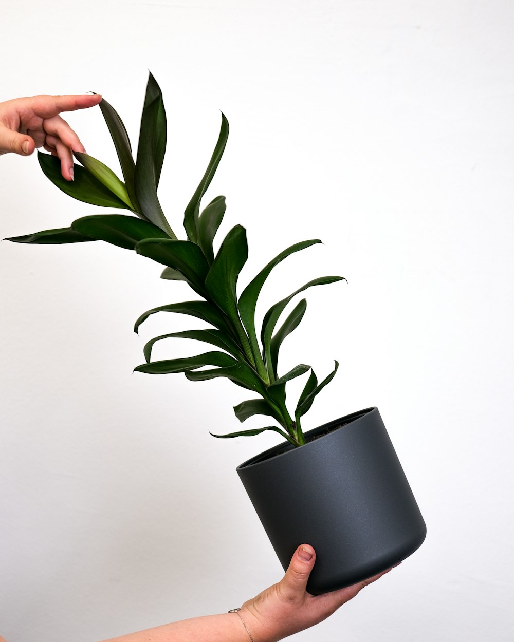 Una persona sosteniendo una planta en una maceta negra