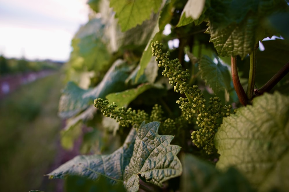 Ein Strauß grüner Blätter, die an einem Baum hängen