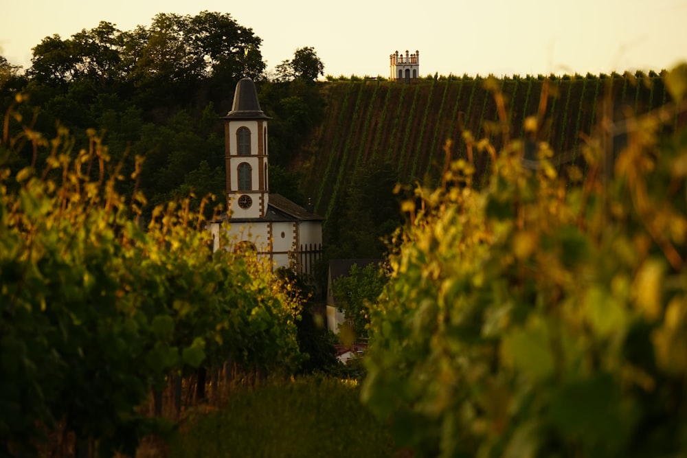 a small church in the middle of a vineyard