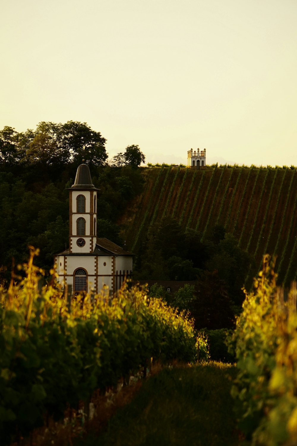 a church in the middle of a vineyard