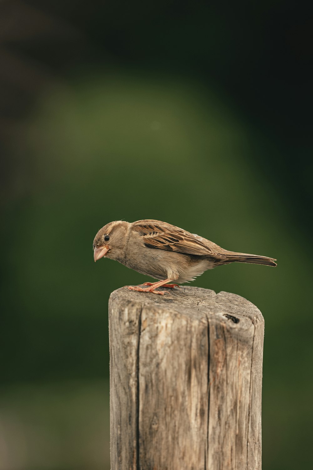 a small bird sitting on top of a wooden post