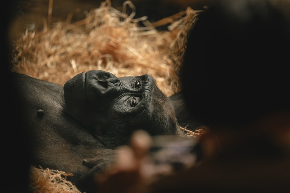 a gorilla laying down in a pile of hay