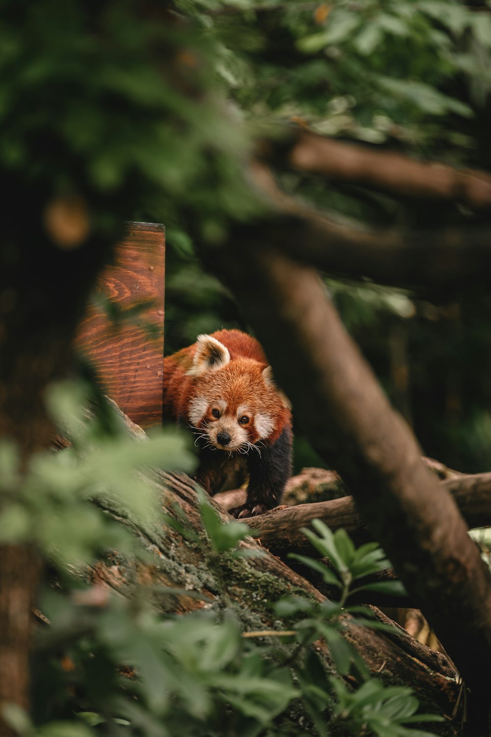 Un piccolo panda rosso che si arrampica su un albero