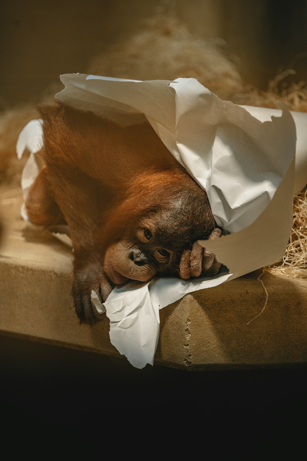 a baby oranguel is wrapped in a paper bag
