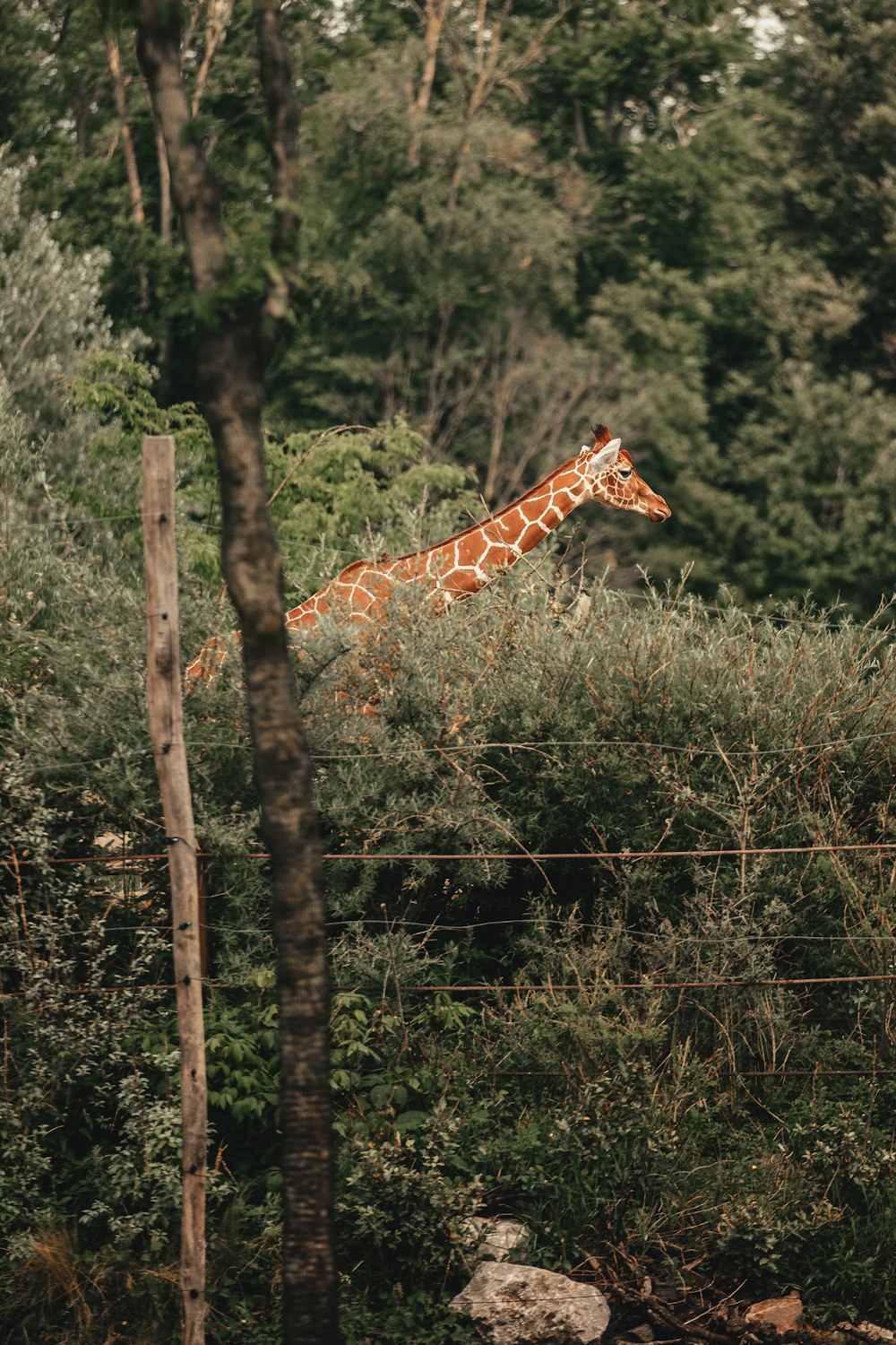 a giraffe standing in the middle of a forest