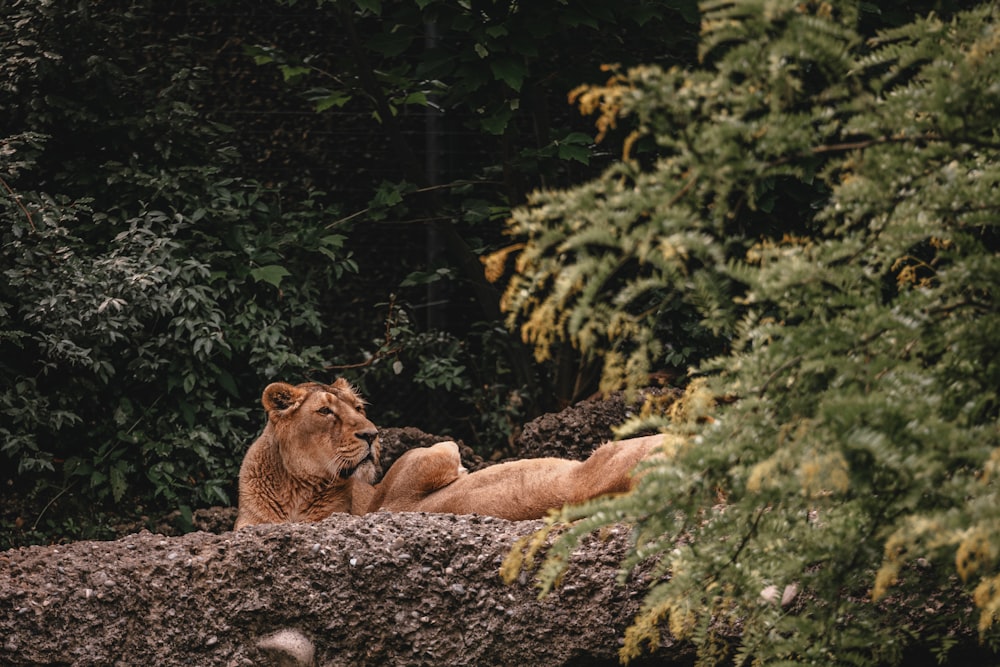大きな岩の上に横たわるライオン