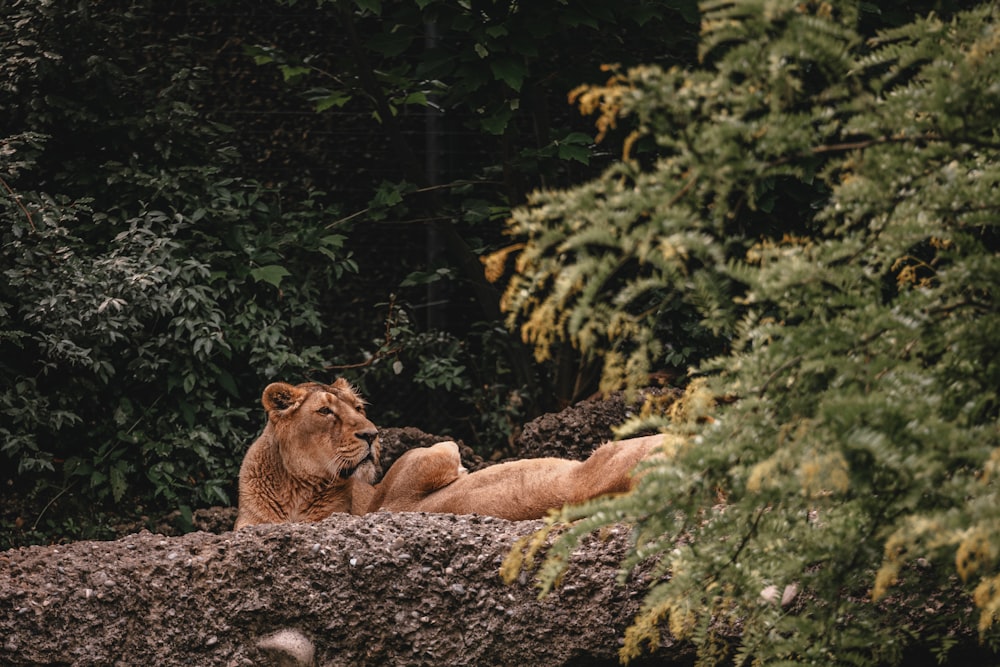 a lion laying on top of a large rock