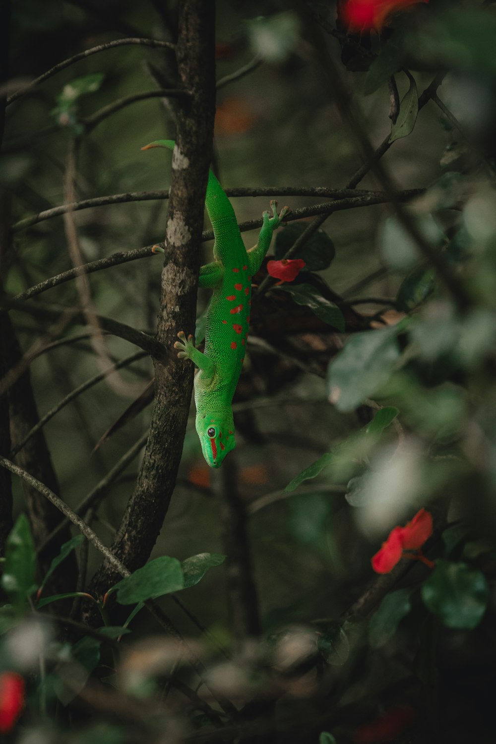 a green gecko climbing up a tree branch