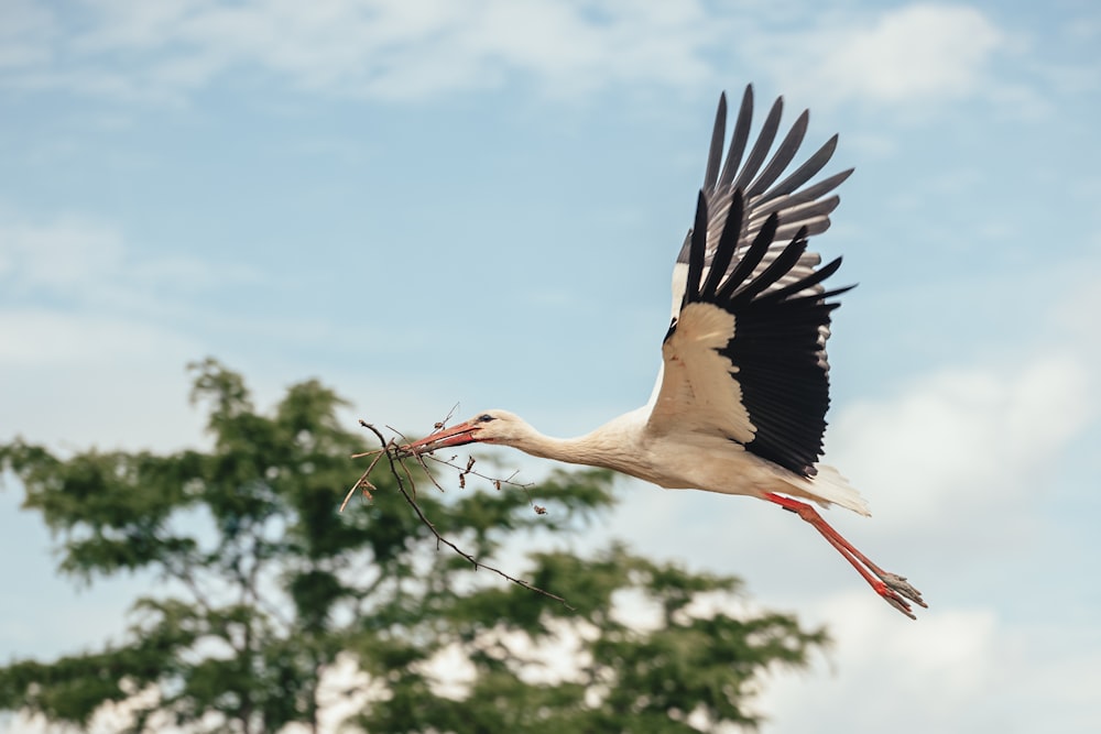 a stork flying with a branch in it's beak