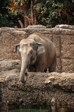 an elephant standing next to a body of water