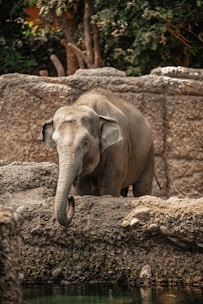 an elephant standing next to a body of water