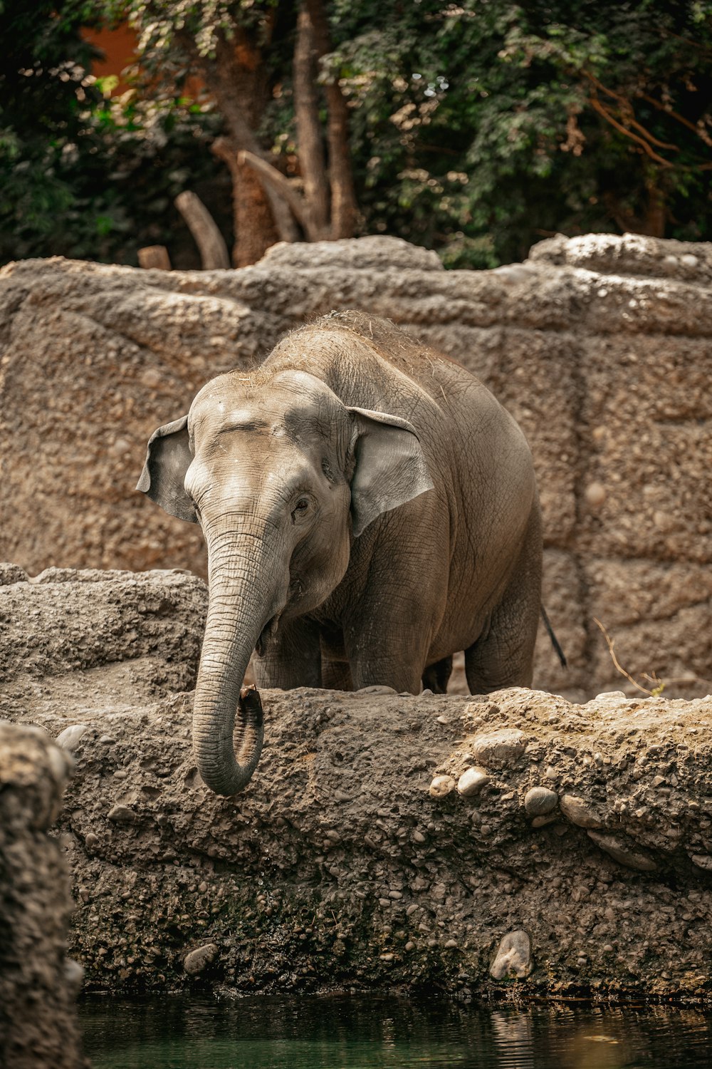 an elephant standing next to a body of water