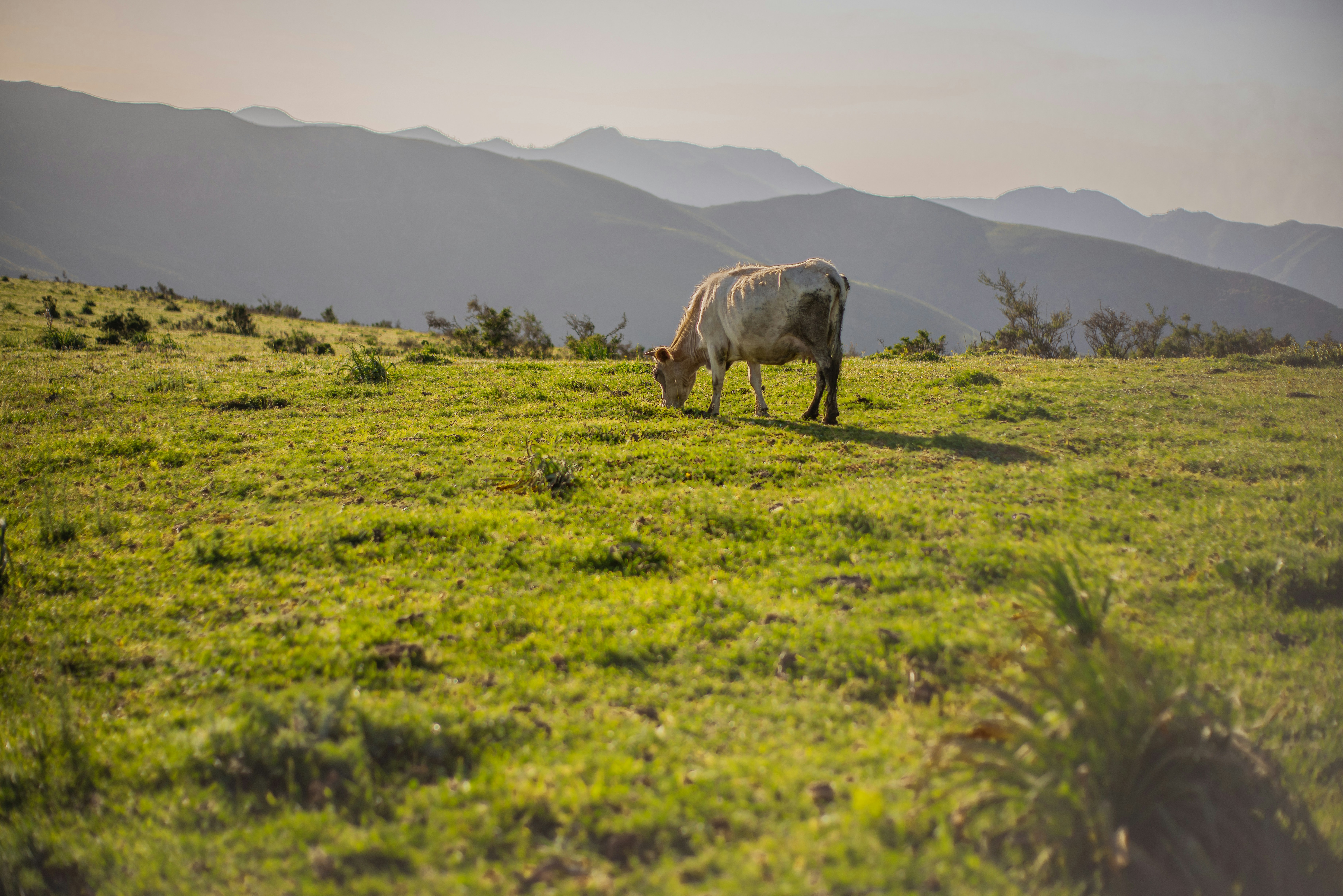 Photo by ramzibelaidi