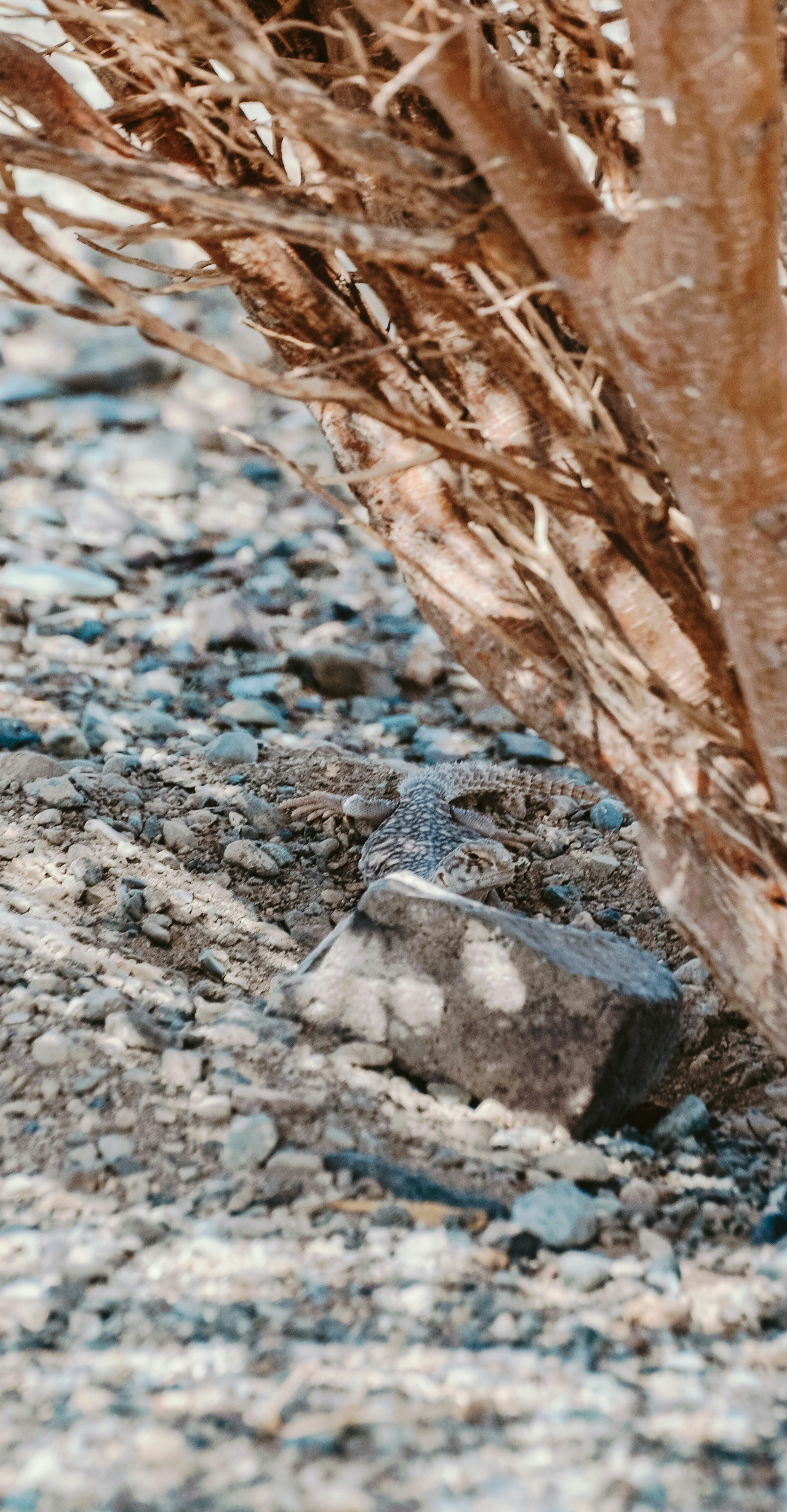 Photo by hamdan_alorfi