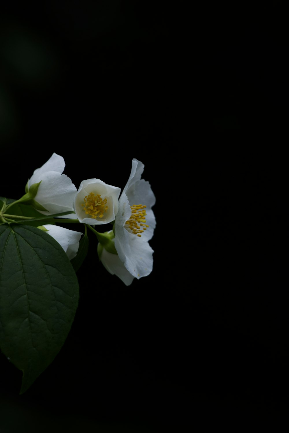 two white flowers with green leaves on a black background