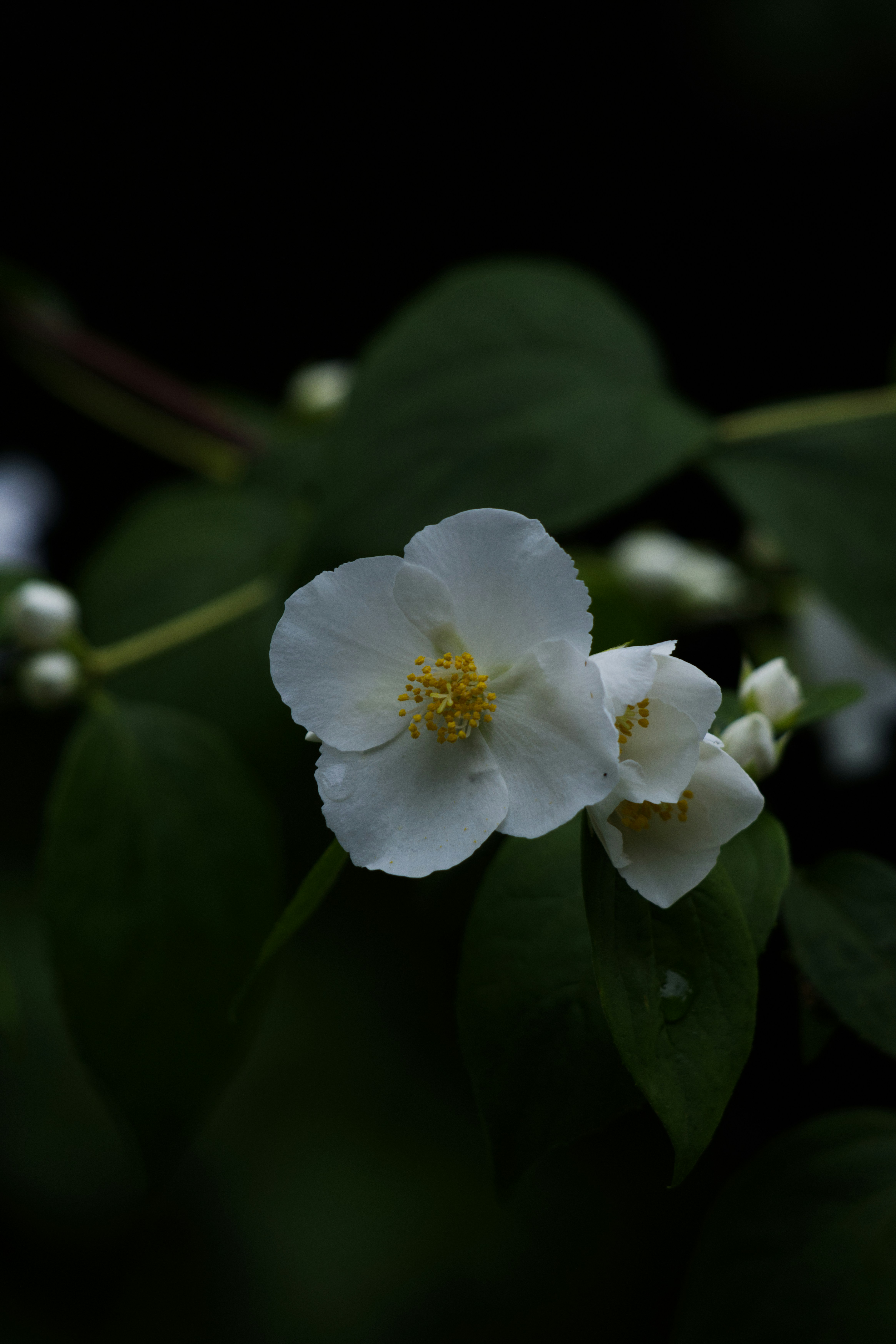 une fleur blanche avec des feuilles vertes en arrière-plan