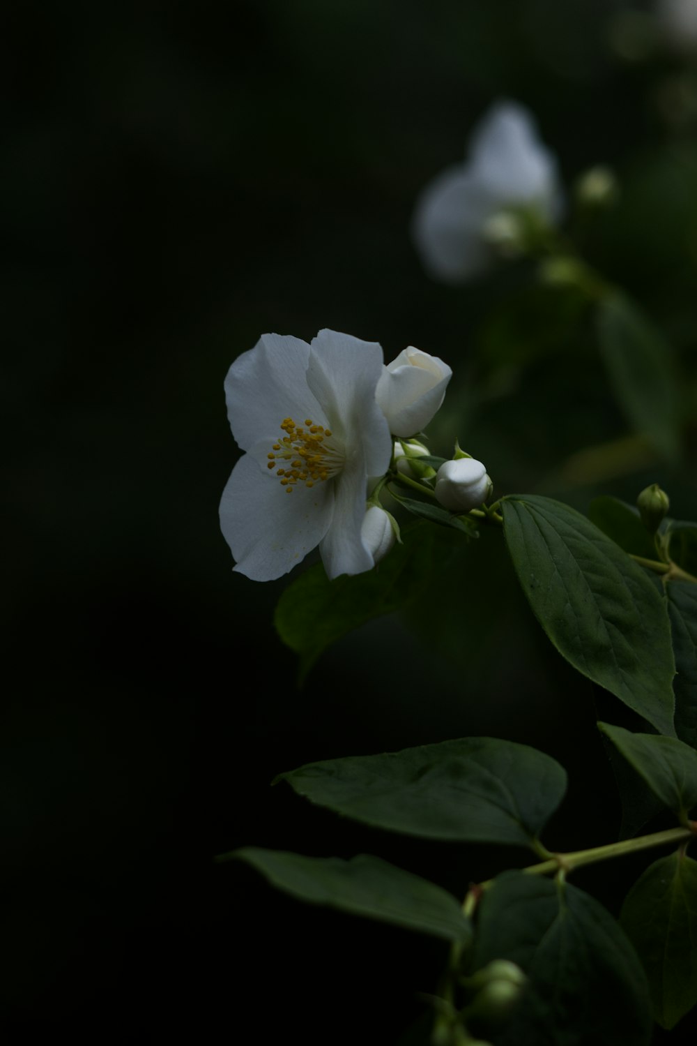 a close up of a white flower with green leaves