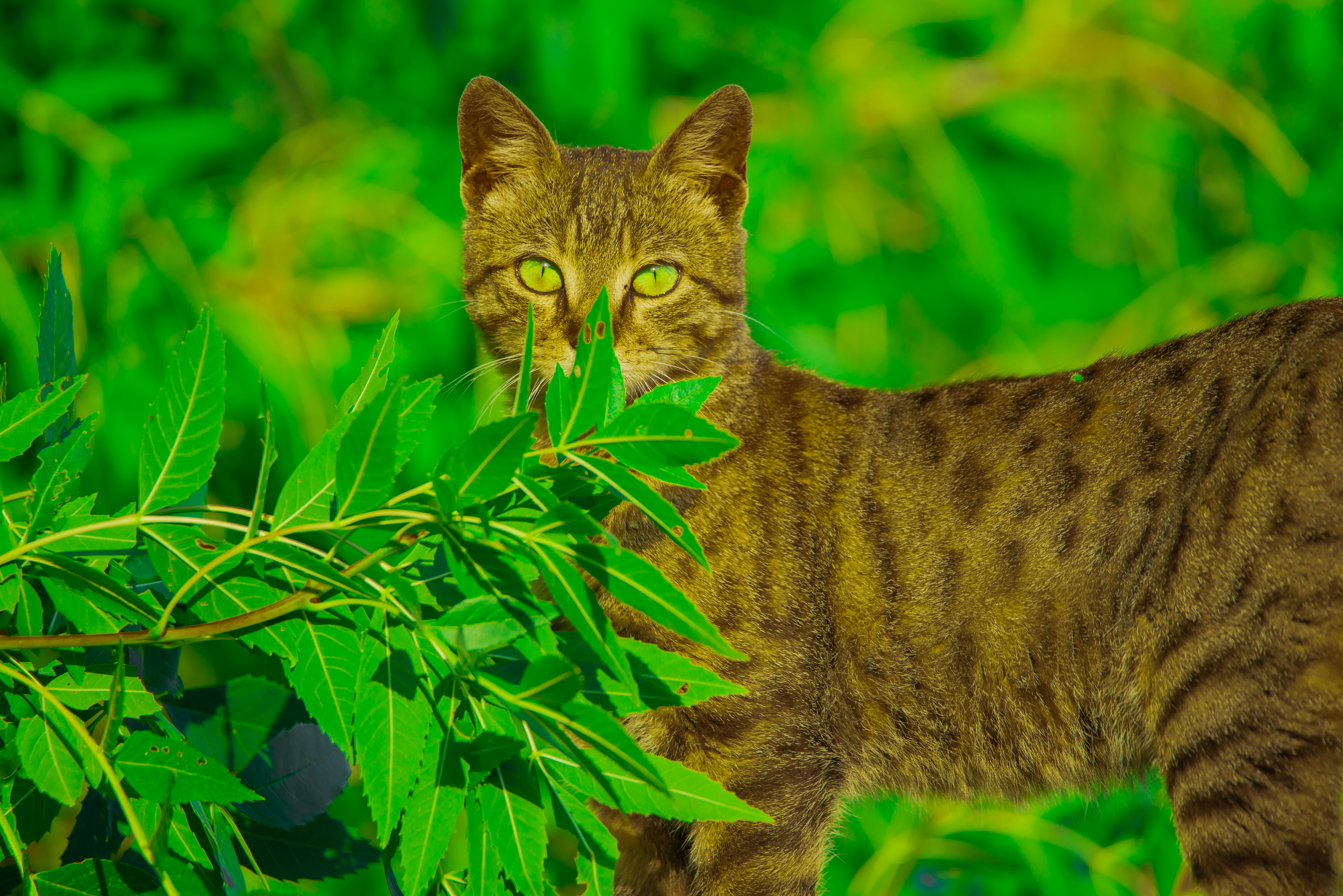 13. Thyme: The Subtle Scent Soother (image credits: unsplash)