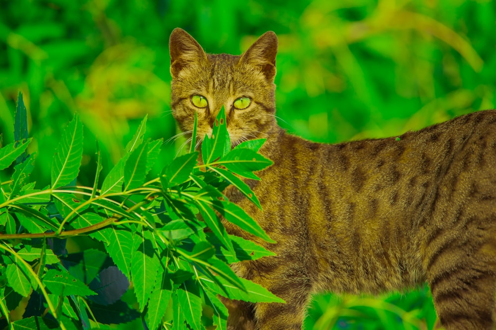 Un gato está parado en la hierba comiendo hojas