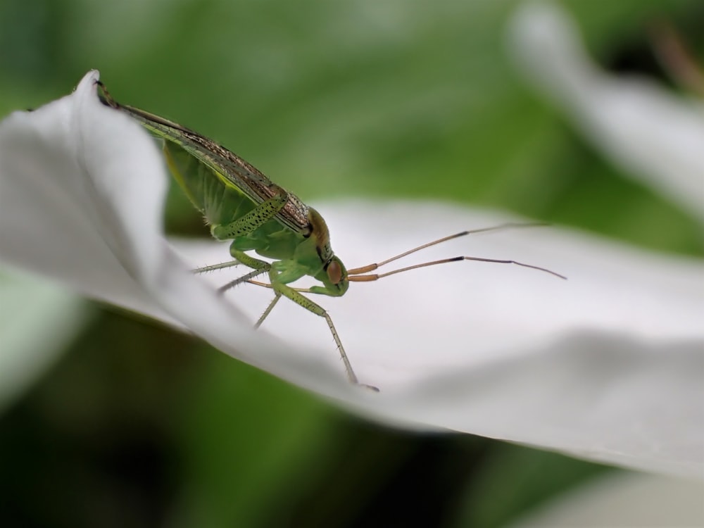 a green insect sitting on top of a white flower