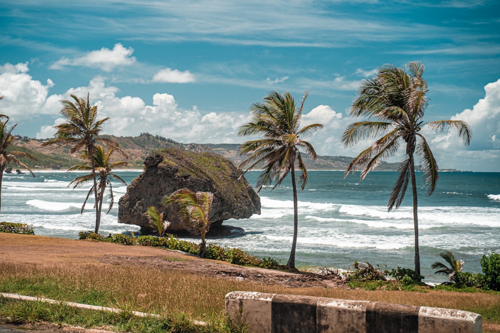 palm trees line the shoreline of a tropical beach