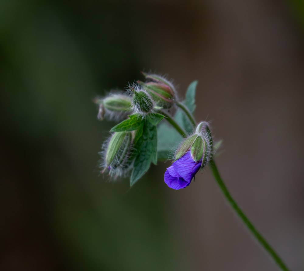 a purple flower with green leaves on it