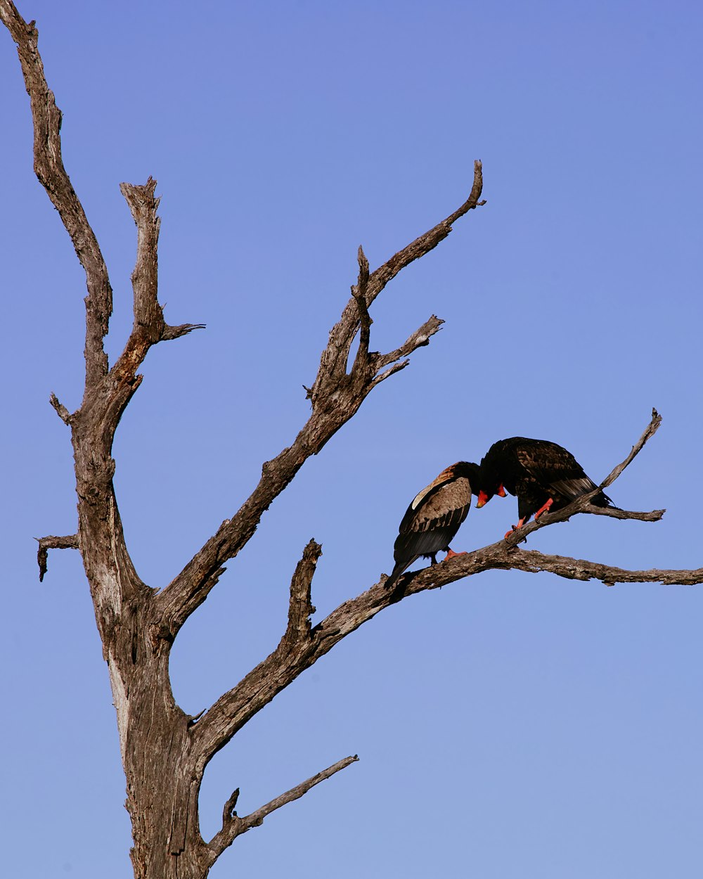 two large birds perched on top of a dead tree