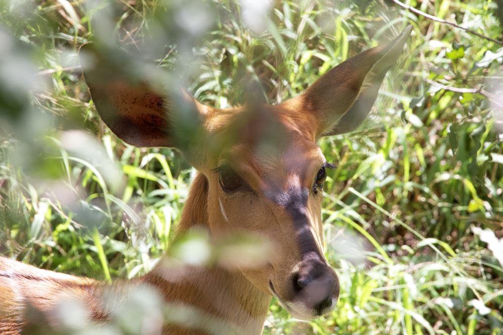 a close up of a deer in a field of grass