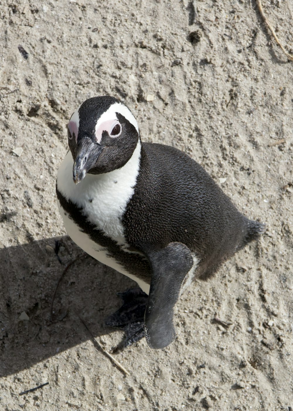 a small penguin is sitting on the ground