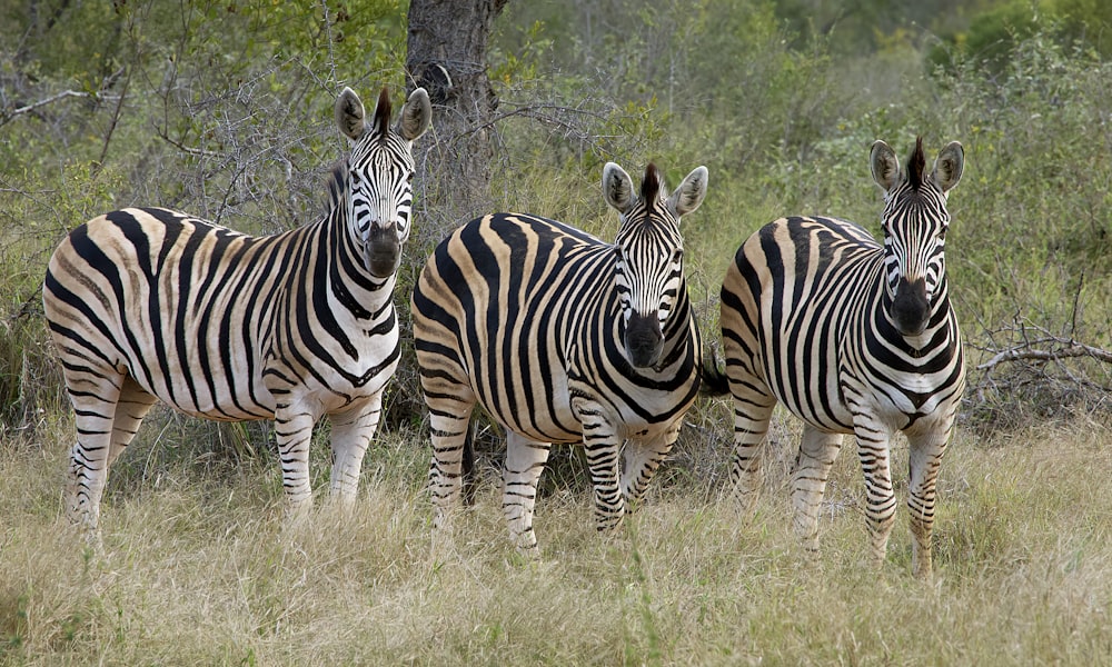 three zebras standing in a field of tall grass