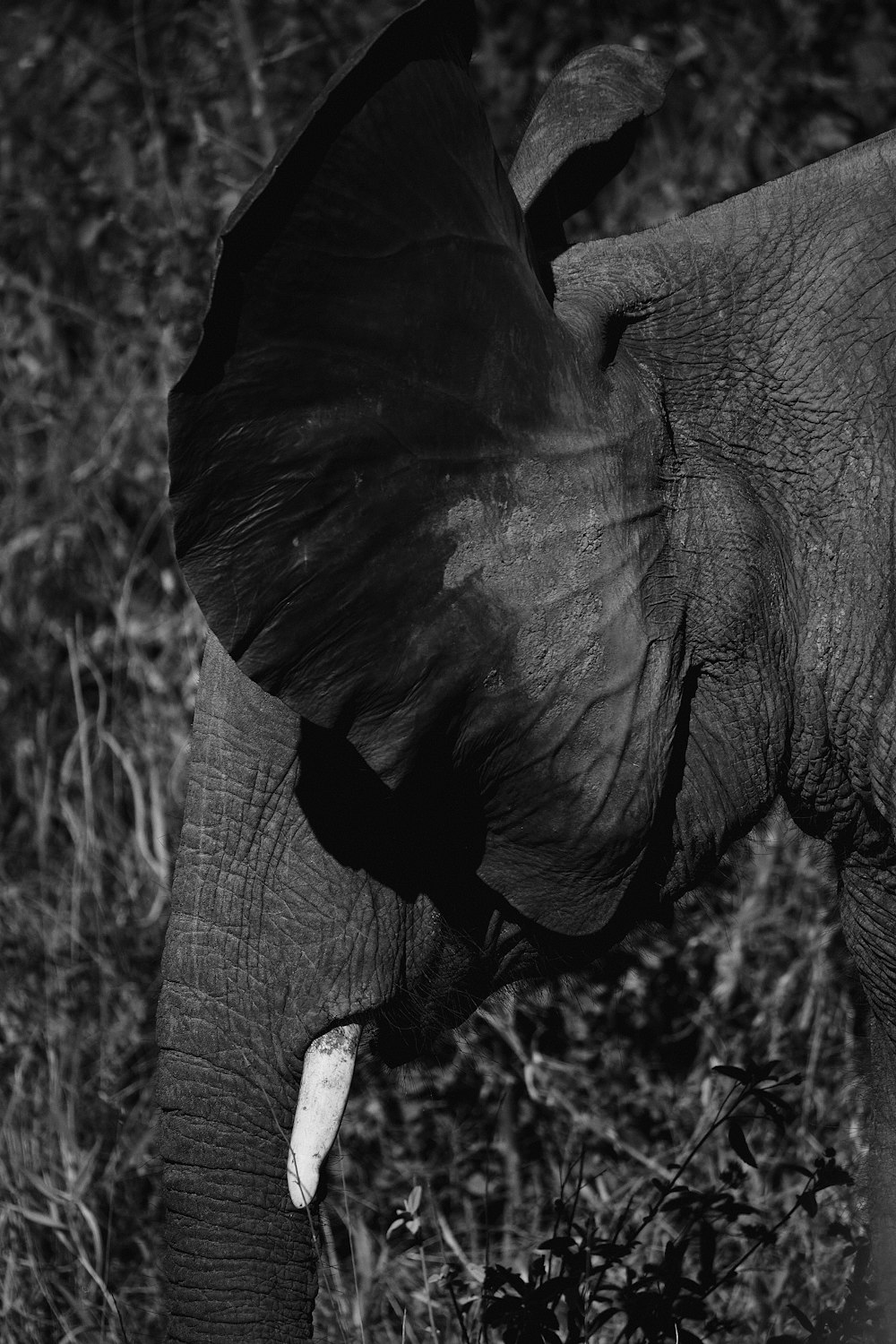 Ein Schwarz-Weiß-Foto eines Elefanten