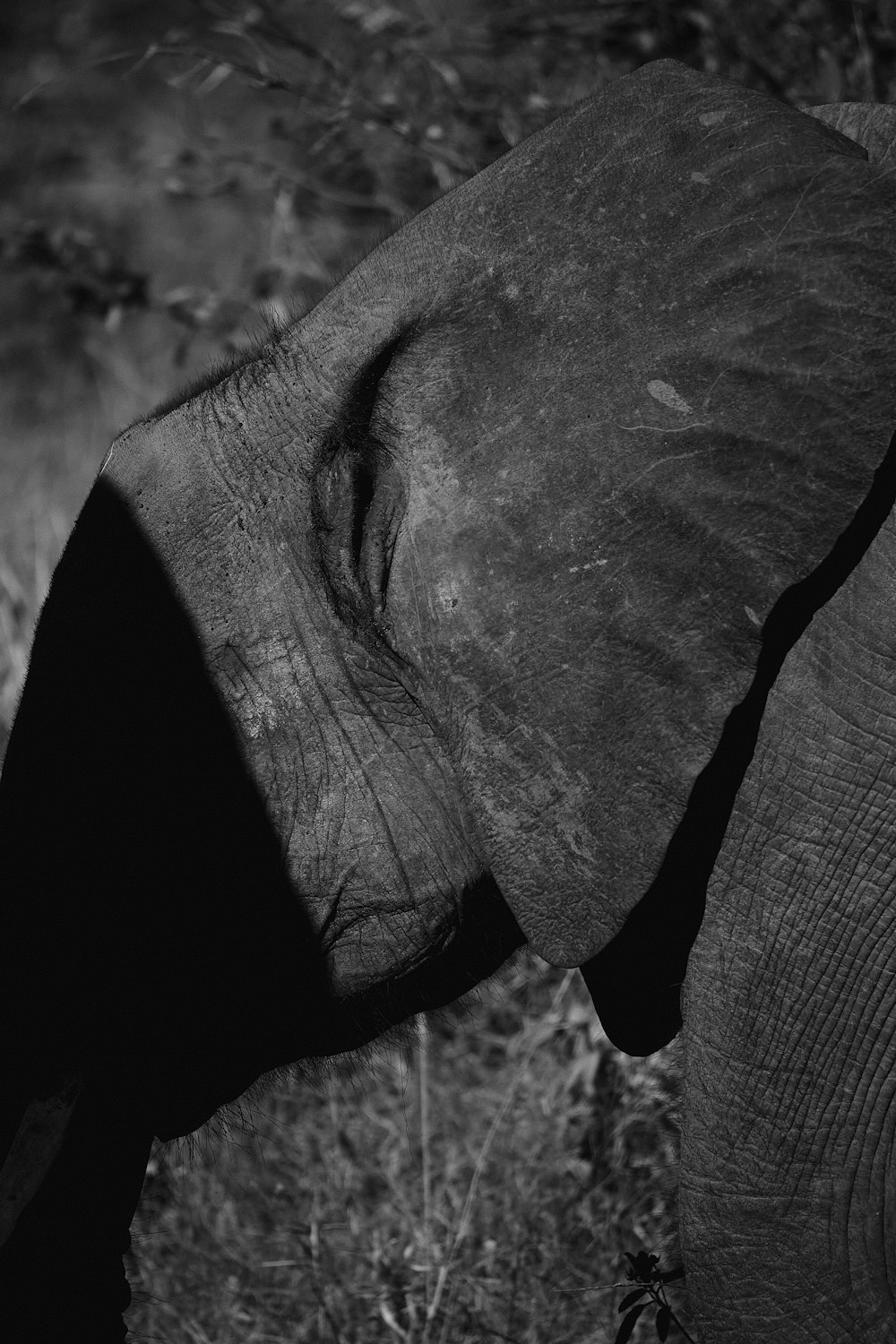 a black and white photo of an elephant