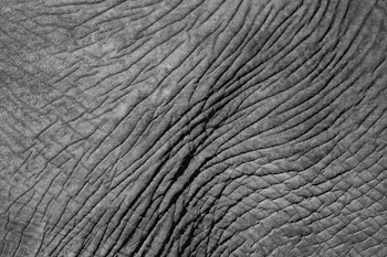 A detailed close-up of rough, textured skin with deep wrinkles and creases, resembling the surface of an elephant's skin.
