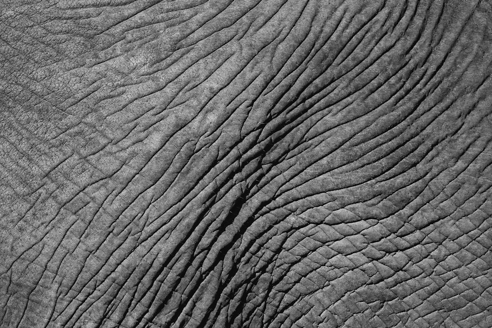 a close up view of an elephant's face