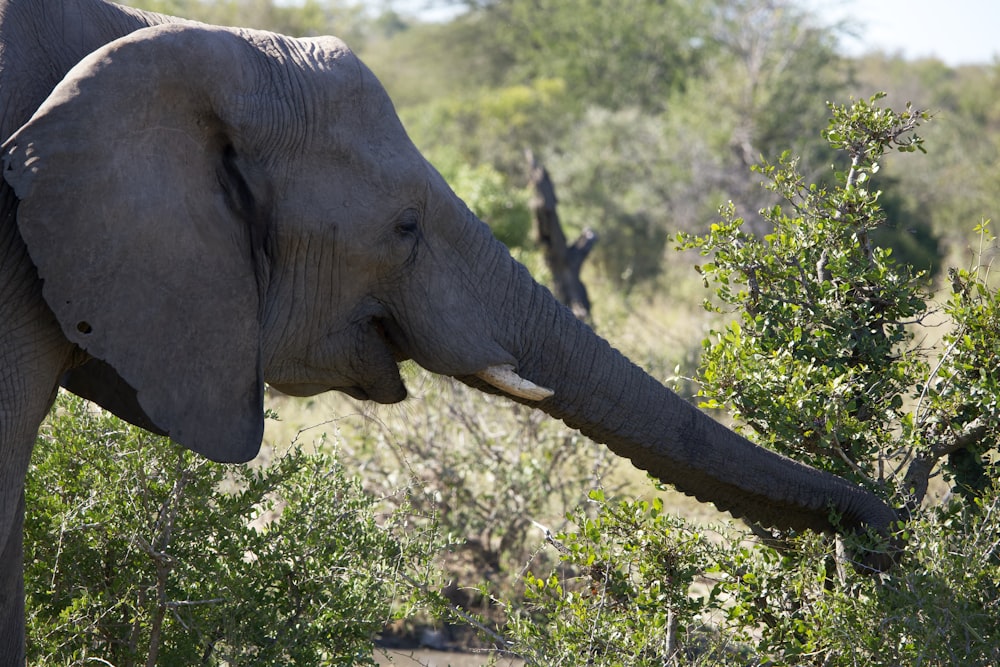Ein Elefant mit Stoßzähnen frisst Blätter von einem Baum