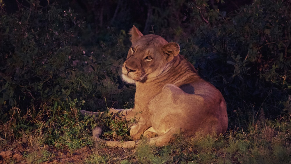 a lion is sitting in the grass near bushes